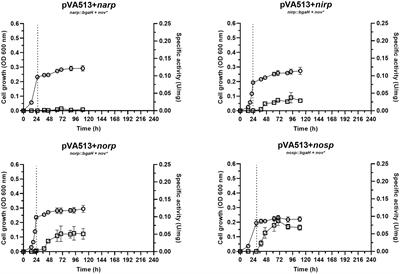 Analysis of the external signals driving the transcriptional regulation of the main genes involved in denitrification in Haloferax mediterranei